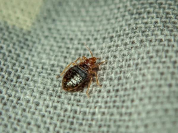 24/7 Bed Bug Control Services Available in London