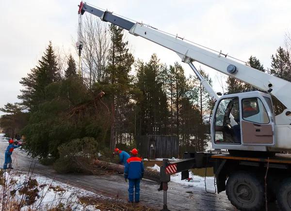 Expert Tree Service Macomb County MI for Healthy Landscapes